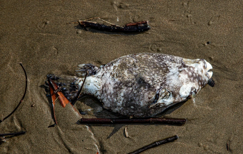 a dead animal in the sand with some twigs lying on it