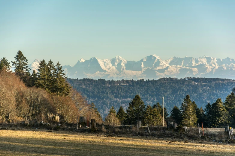 trees, fence and mountains behind a grassy field