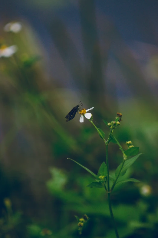 a lone flower and a single insect sit on a stalk in the grass