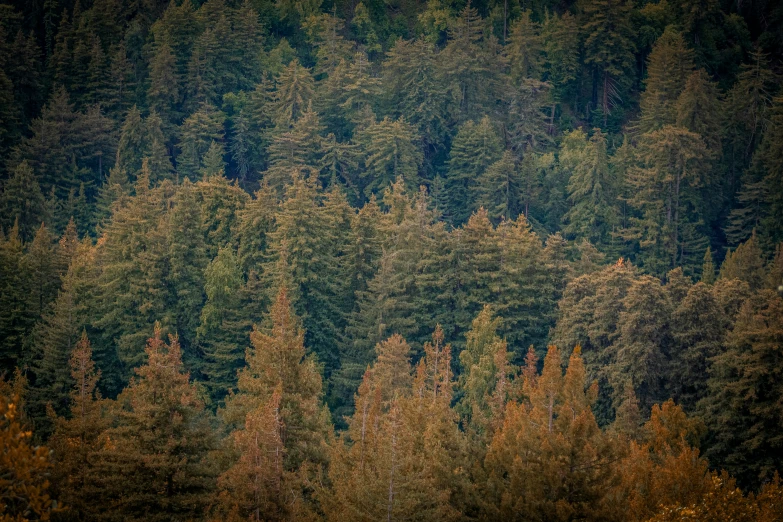 several trees that are standing in the forest