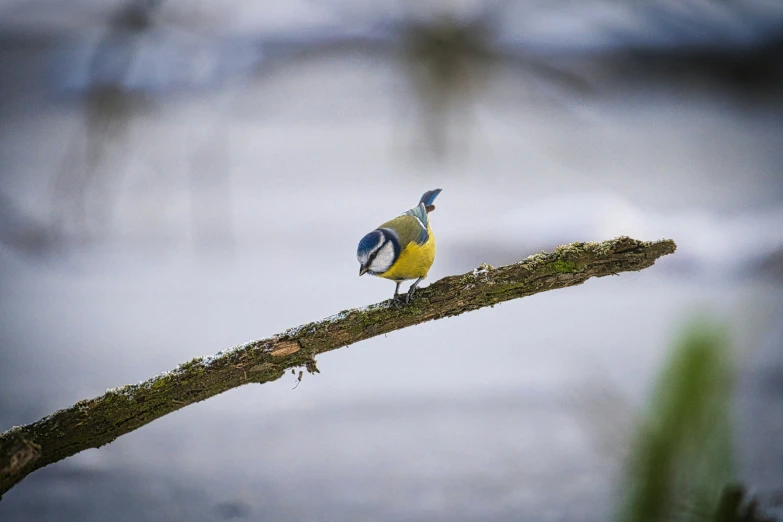 a small yellow and blue bird perched on a nch