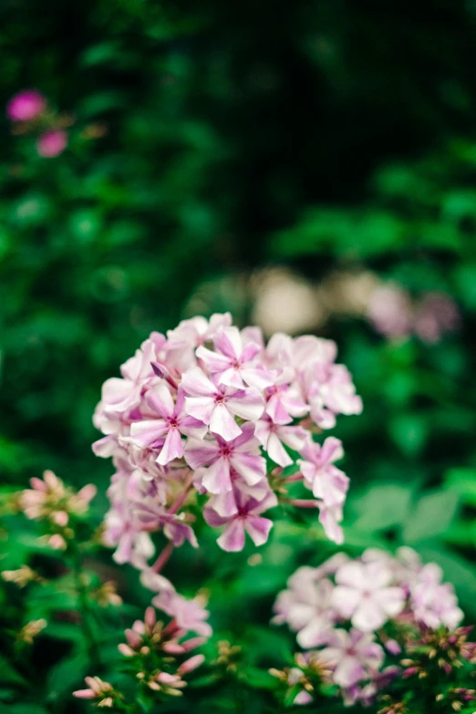 purple flowers growing in a field of grass and bushes