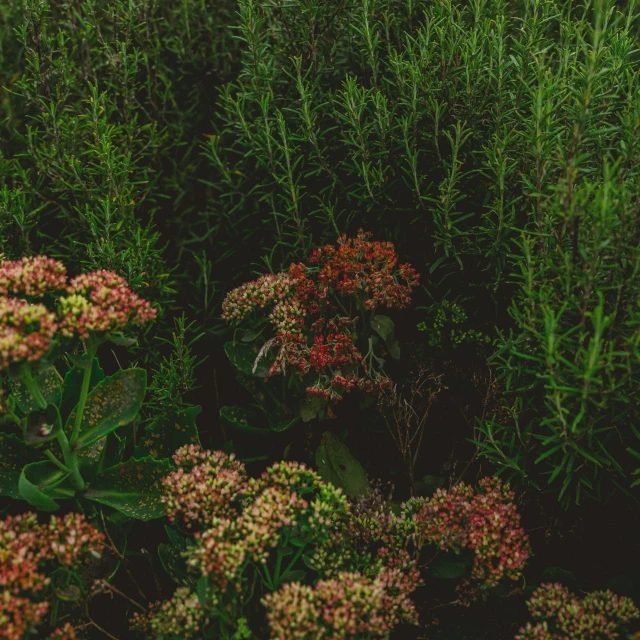 green bushes and flowers on a field of plants