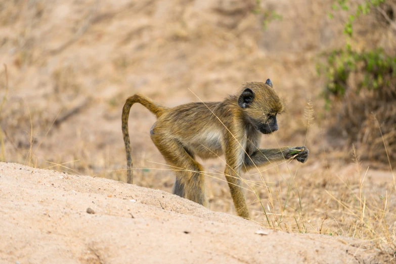 the little monkey is walking across the sandy field