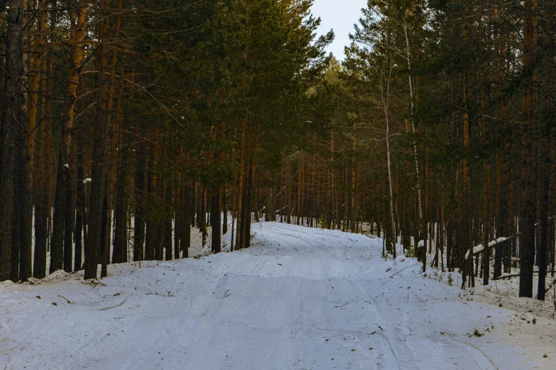 snowy road surrounded by evergreen trees in the middle