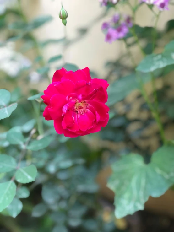 the red flower in front of a large green plant