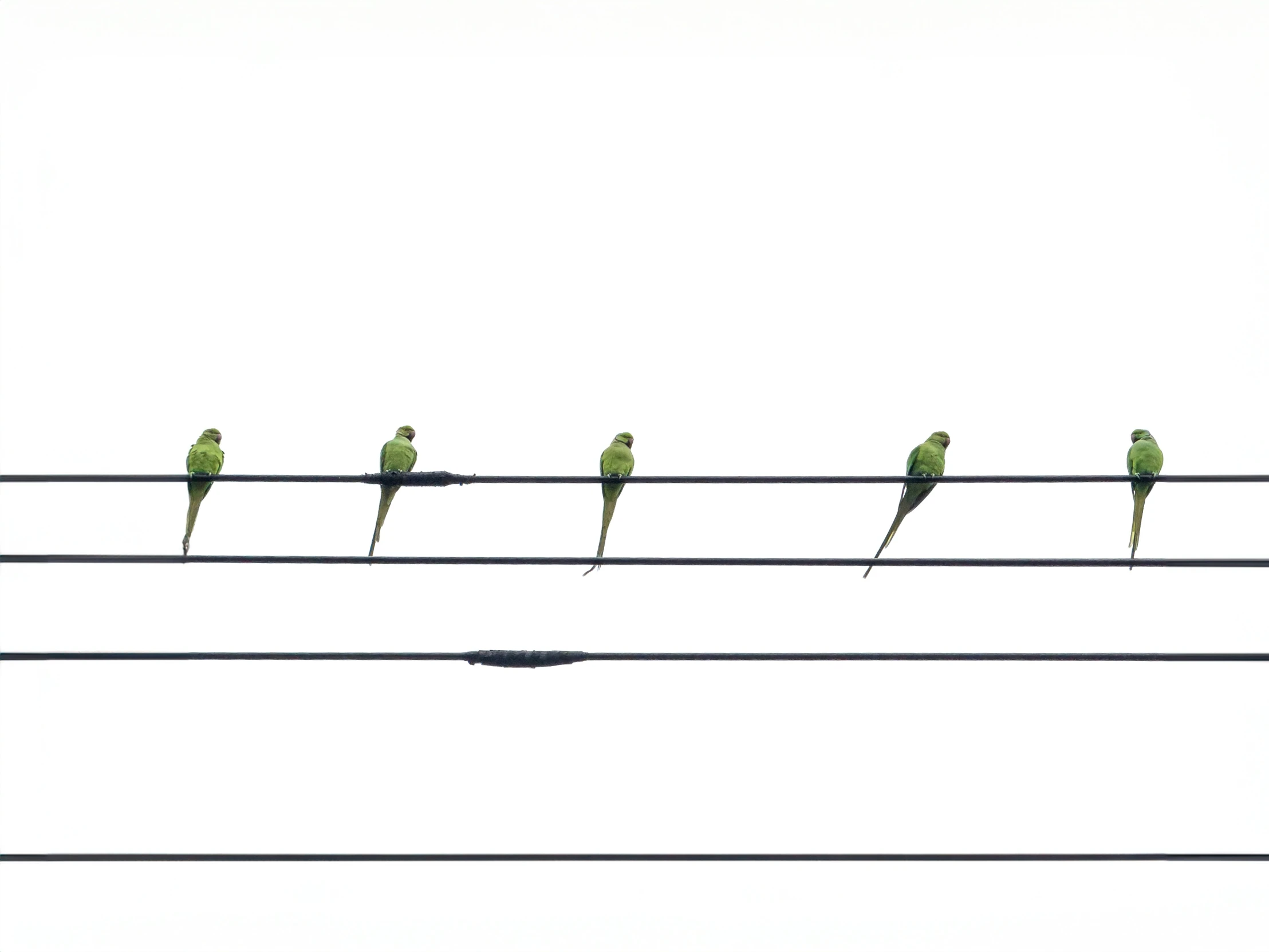 birds sitting on electric wires during the day