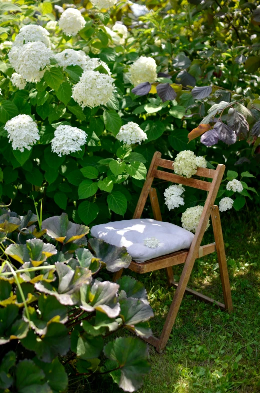 chair in a field of flowers by a bush
