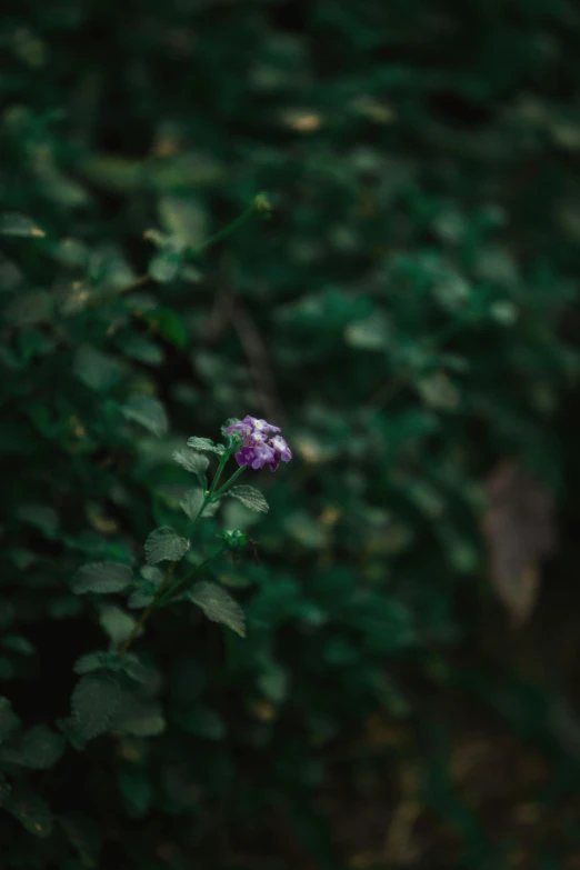 a purple flower that is growing from the ground