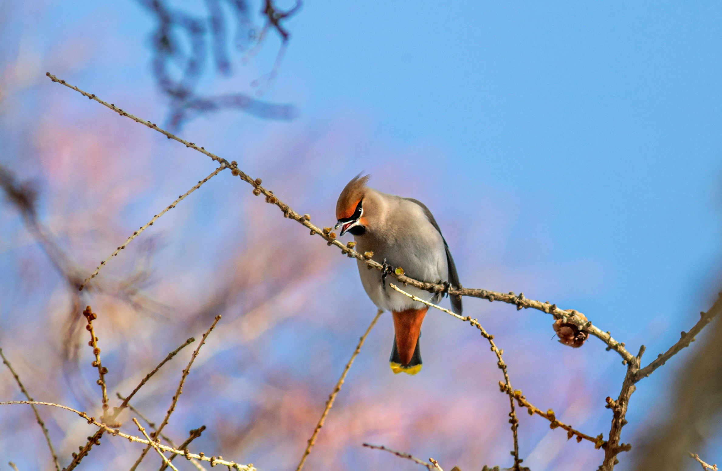 a bird is perched on the nch of a tree