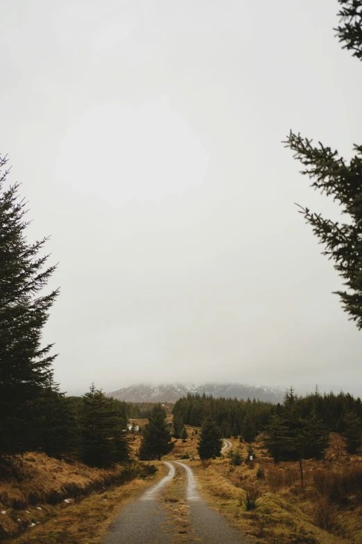 a narrow road with trees on both sides, in front of a mountain view