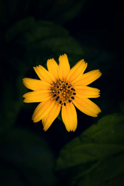 close up of a bright yellow flower in full bloom