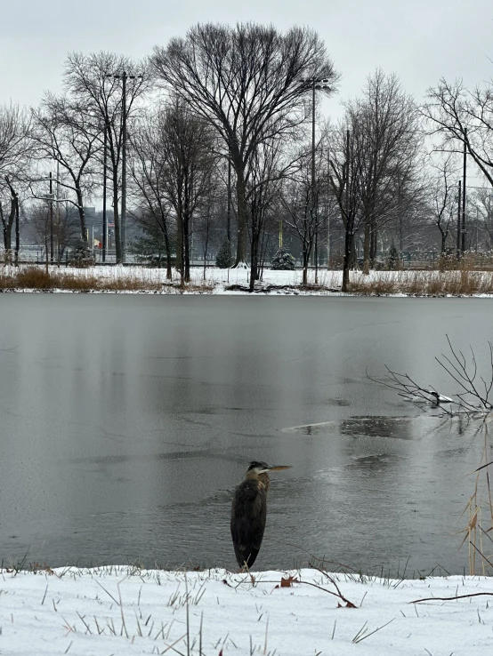 an eagle is perched on snow covered ground next to a pond