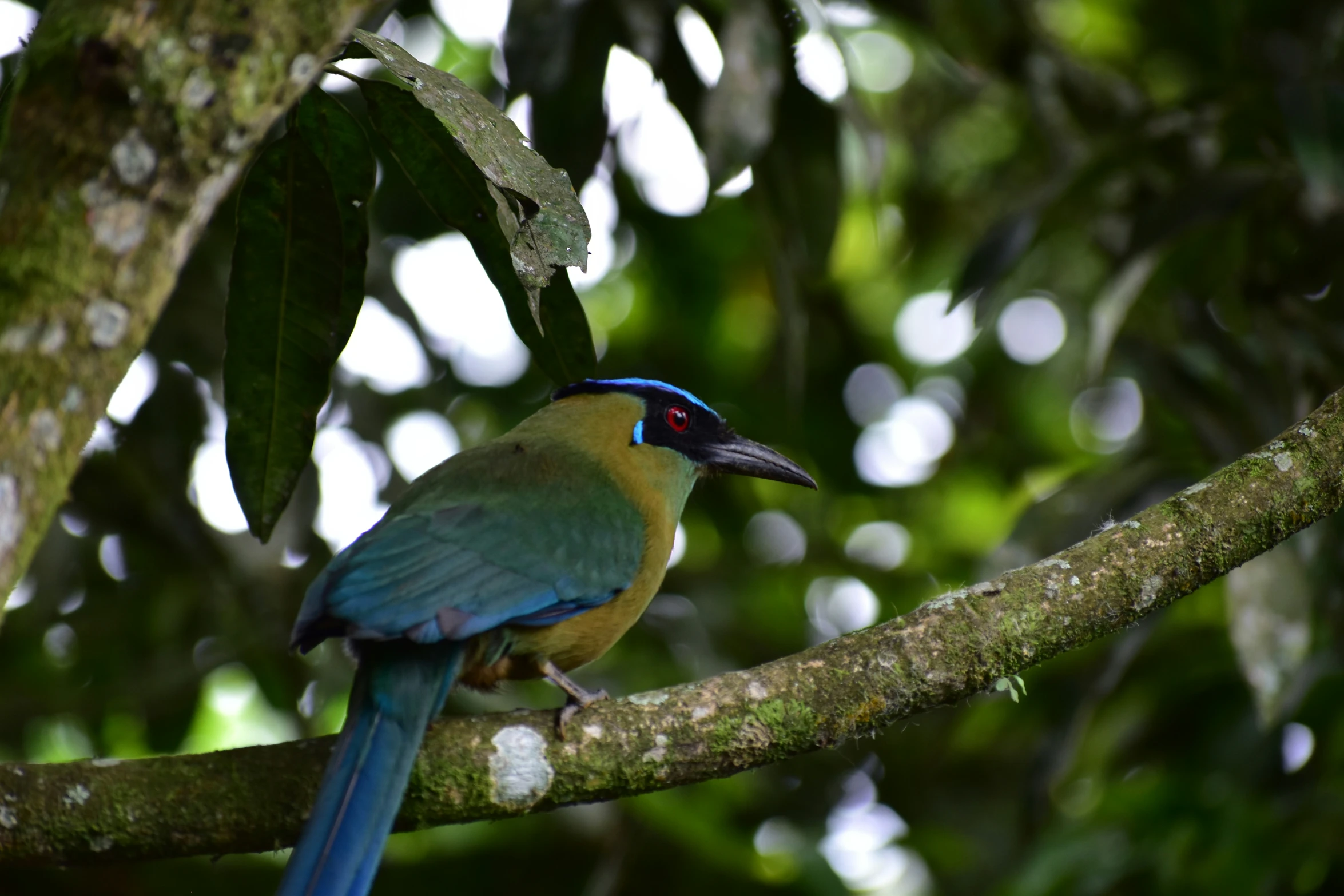 a blue bird with yellow feathers is perched on the nch