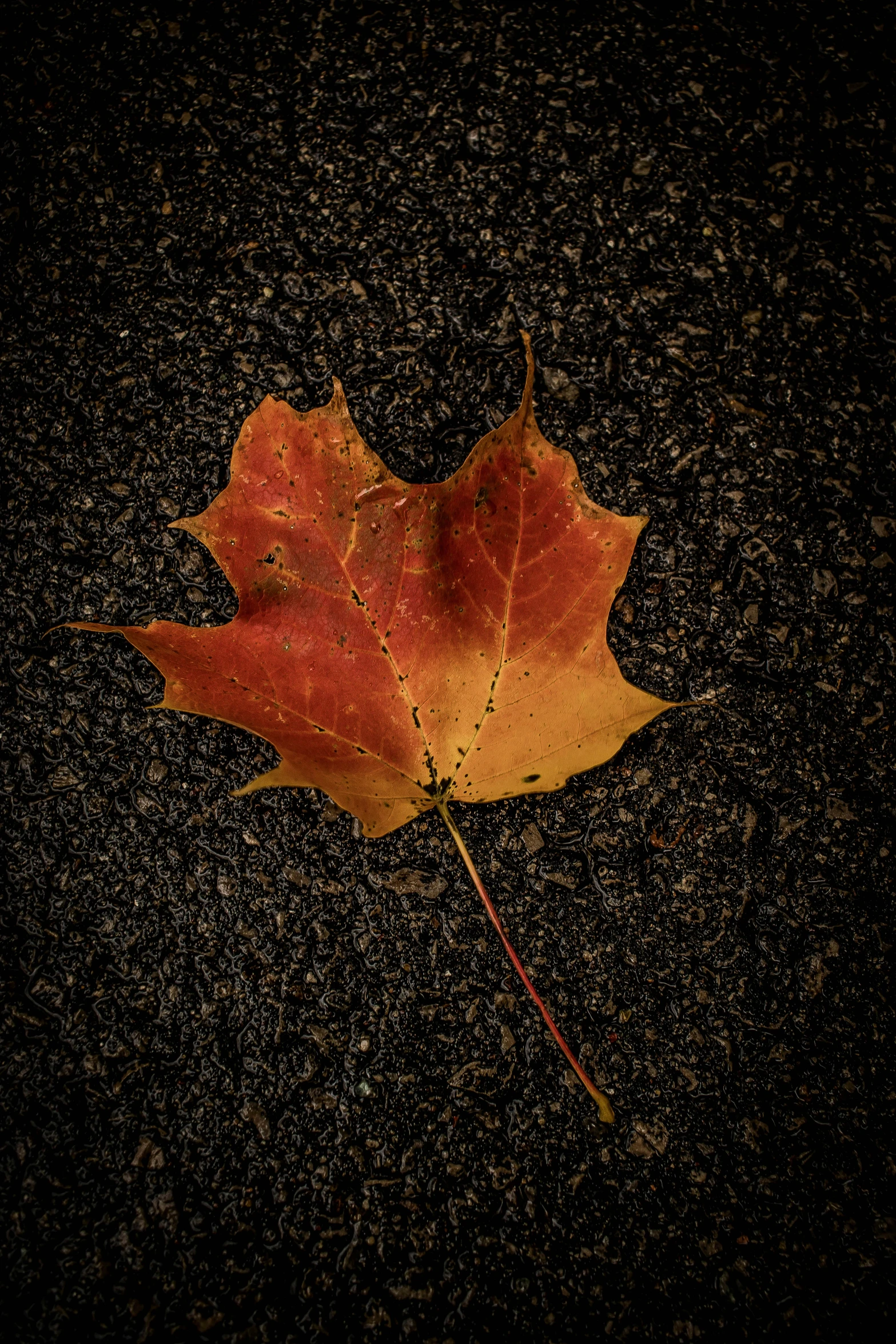 a fallen leaf that is sitting on a floor