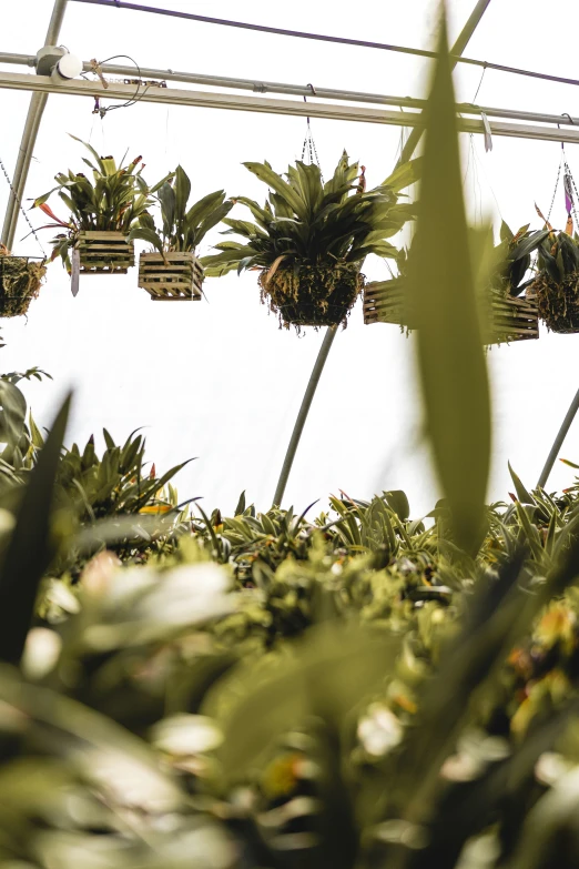 the hanging plants are growing in the greenhouse