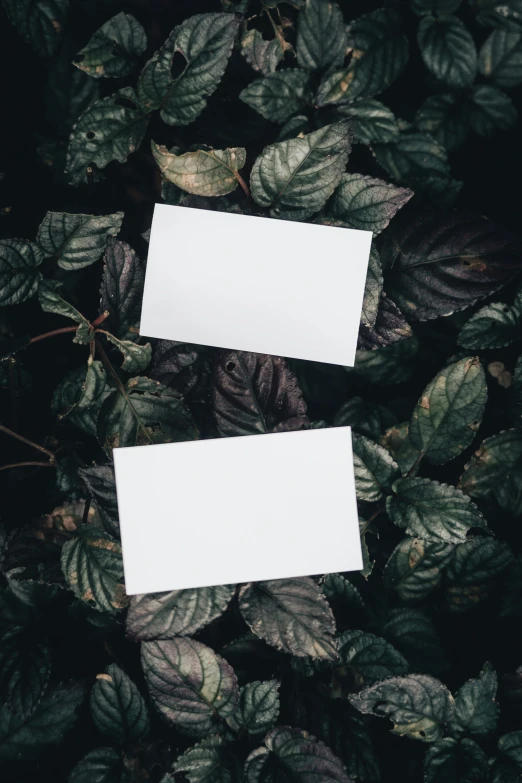 two paper signs are sitting in the middle of leaves