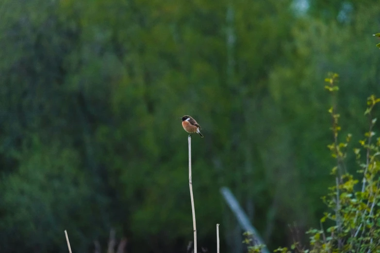 bird sitting on tall plant outside with blurry trees