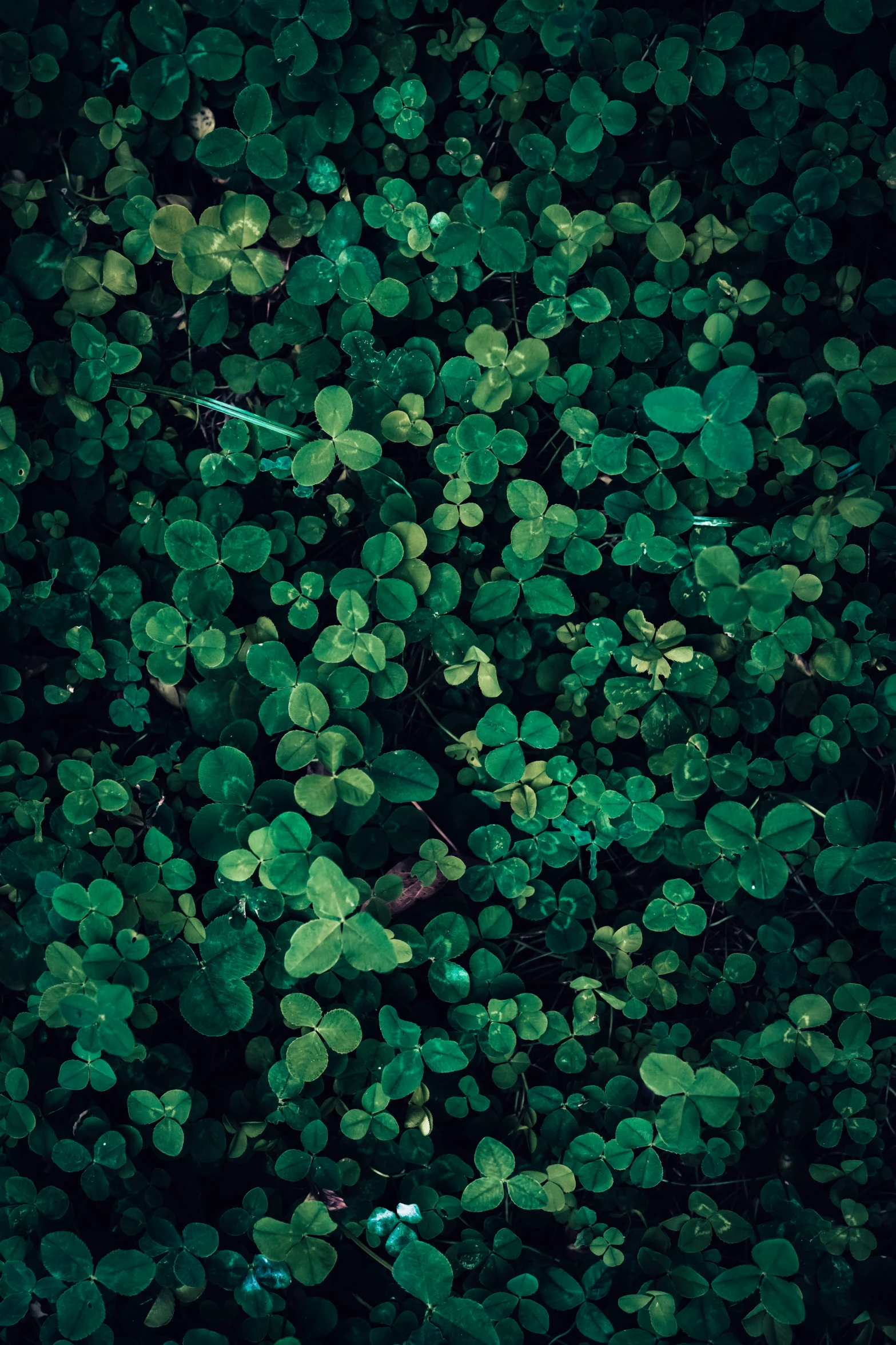 green leaves covering the ground in the dark