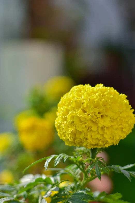 a close up of a flower in front of a bunch of flowers