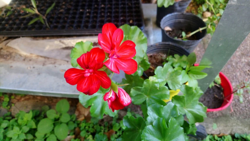 some red and green plants and dirt and bricks