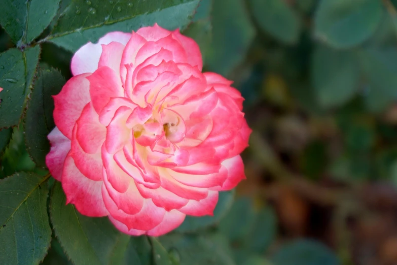 pink flower blooming inside of some green leaves