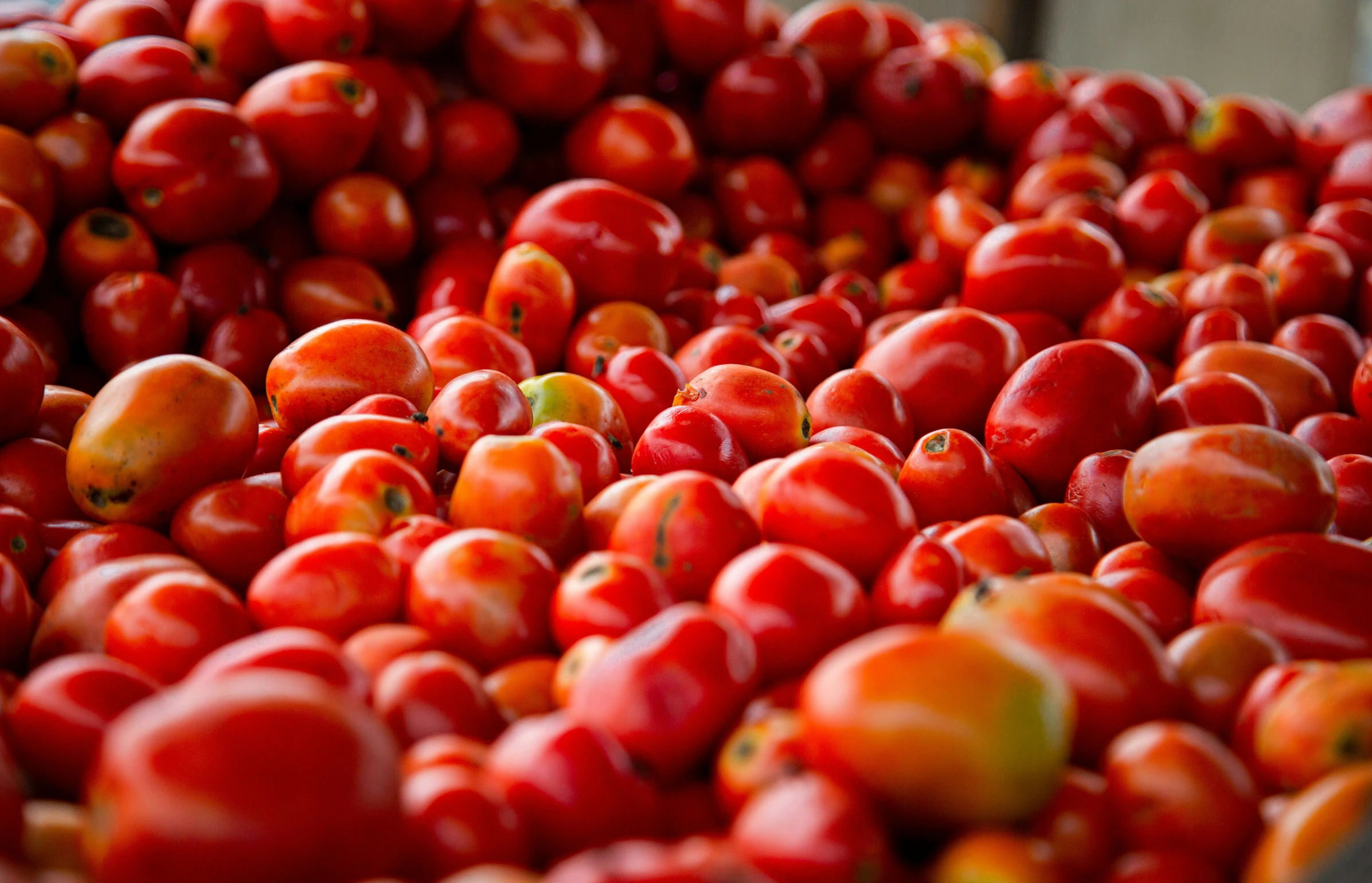 a huge bunch of tomatoes sitting in a metal container