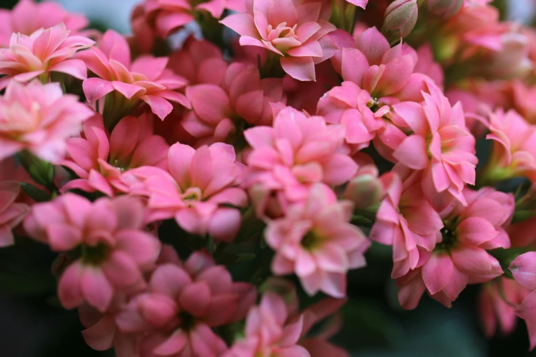 small pink flowers, with large green leaves on top