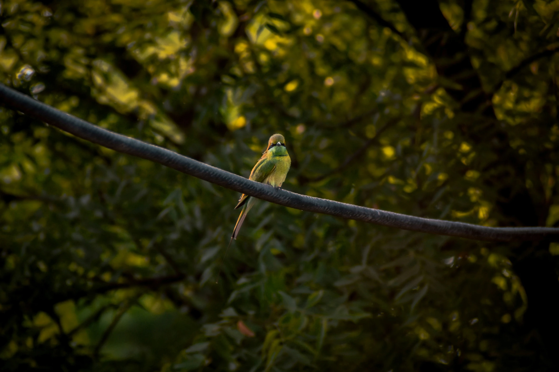 a small colorful bird perched on a power line