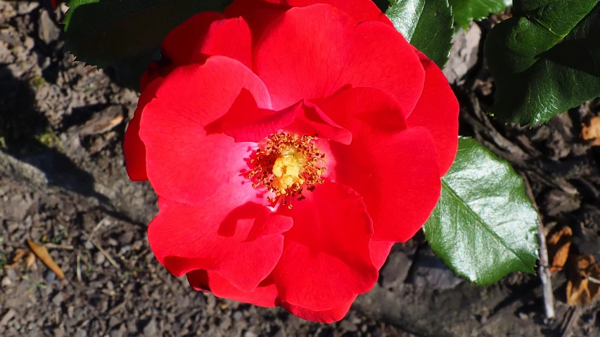 a close - up of a red flower with a yellow center