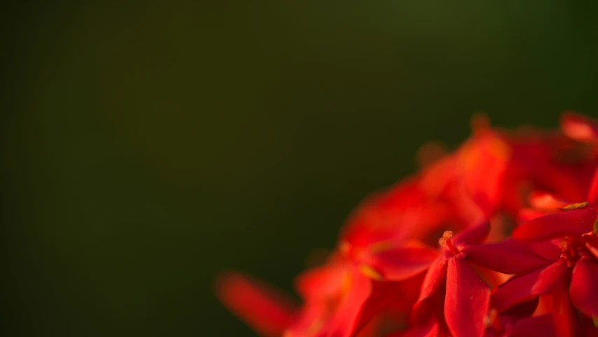 red flowers are growing in the air near other plants