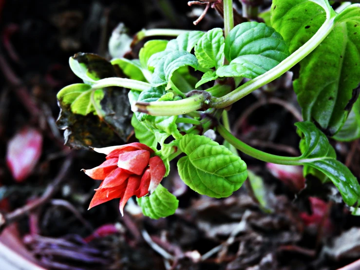 a close up of a small plant with leaves