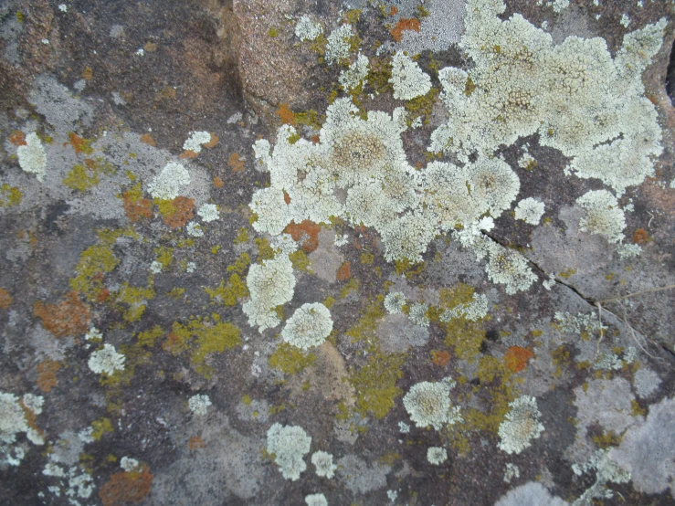 close up image of lichen on the rock