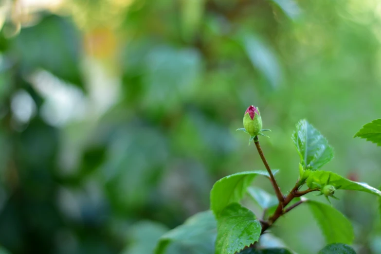 a lone rose bud sits on a small green stem