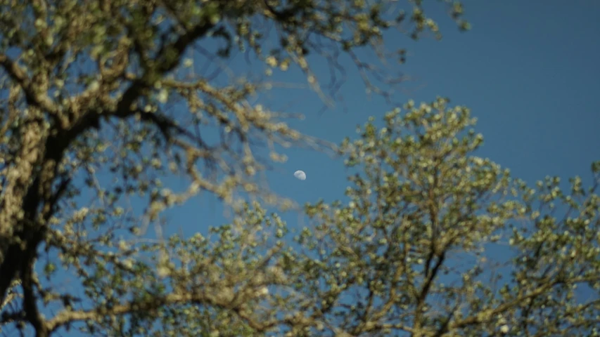 moon peeking out from the nches of a tree