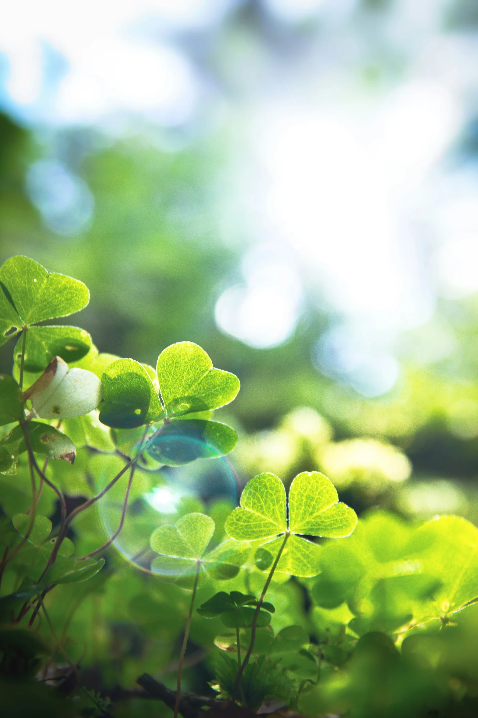 the green leaves of several trees are near water