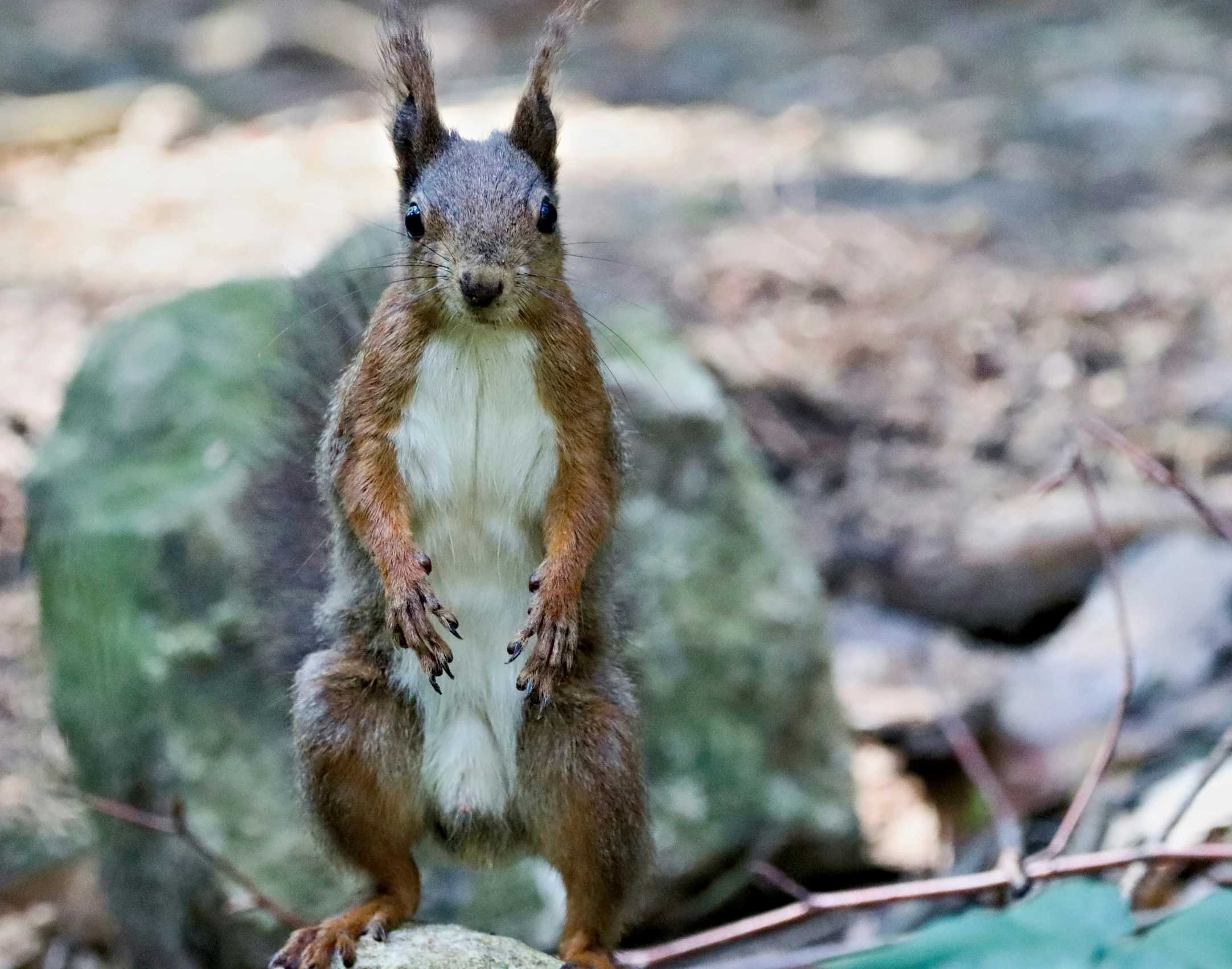 a squirrel standing on top of a green and gray rock