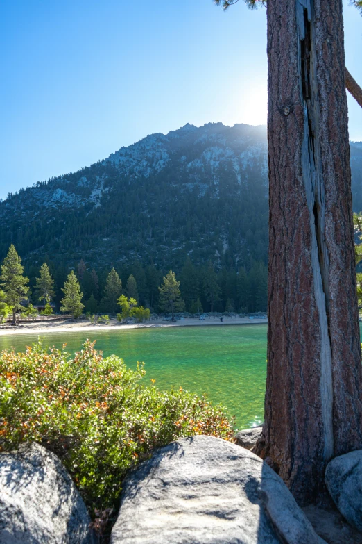 a tree near a body of water with a mountain in the background