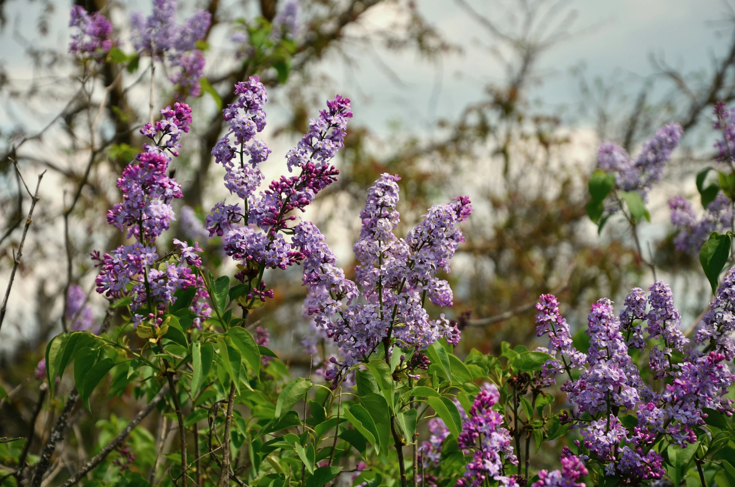 a bush with purple flowers near the edge