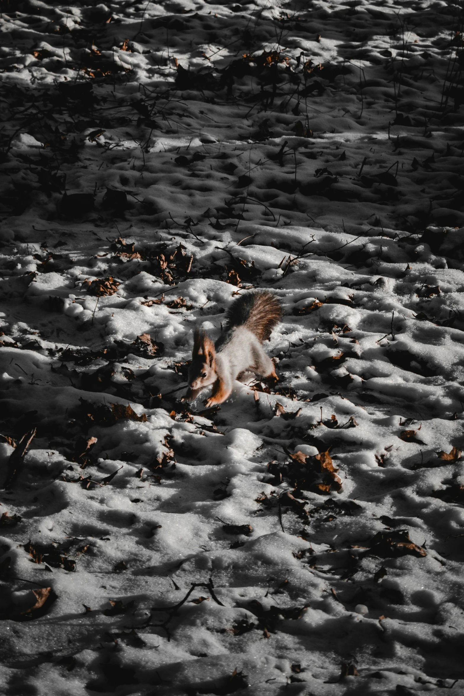 a small bird standing in the snow covered field