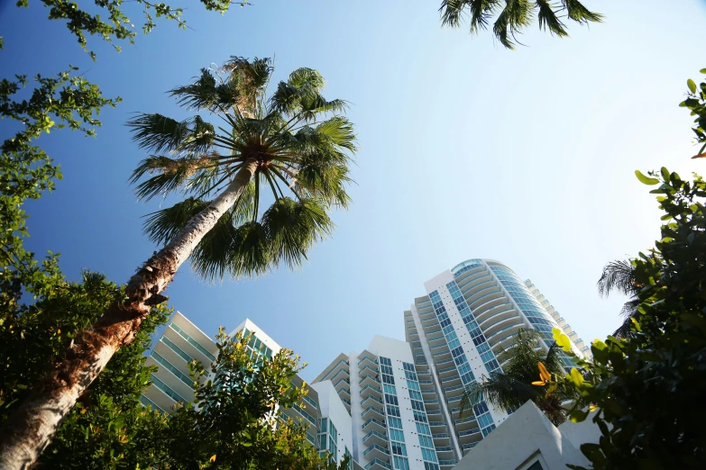 palm trees and high rise els are featured from the ground