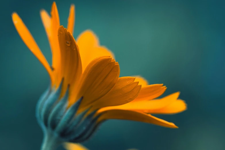 a small orange flower sitting on top of a green vase