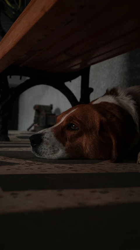 a brown and white dog sitting underneath a wooden bench