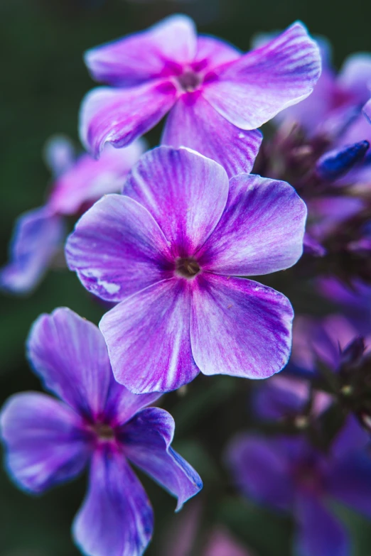 an up close view of a purple flower