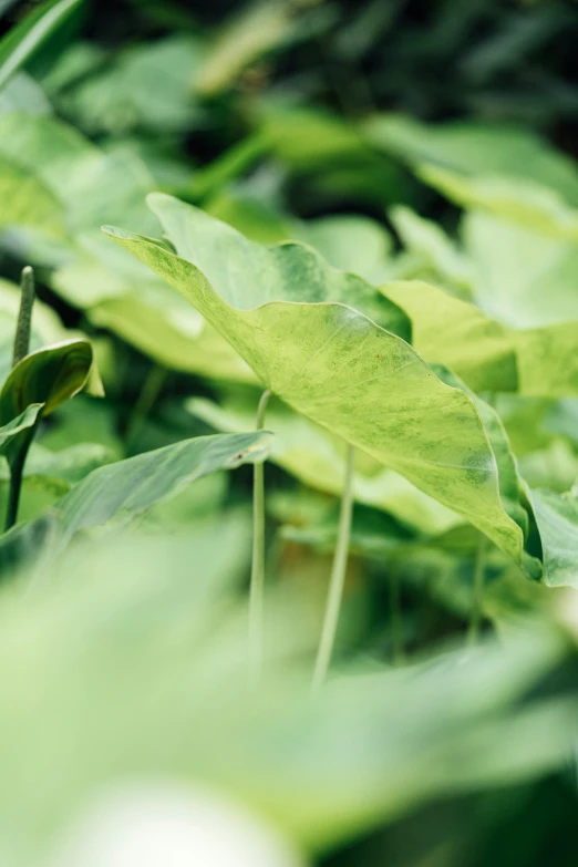 the green leaves of a plant are growing in the sunlight