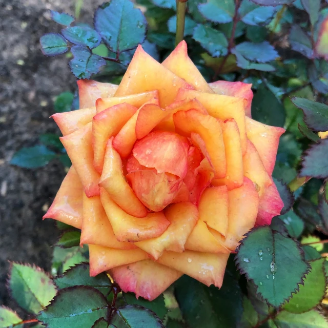 a yellow and red rose with raindrops on it