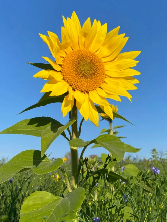 a large sunflower that is sitting in the grass