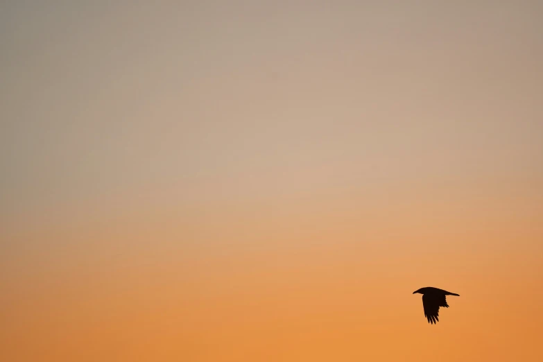 the silhouette of a bird in flight with a sunset