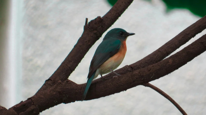 small bird perched on the nch of a tree