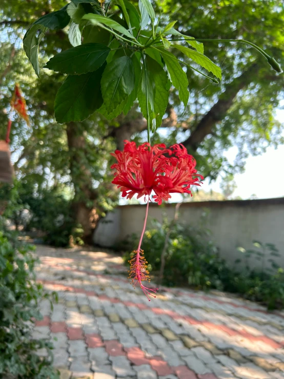 a red and white kite in the shape of flowers